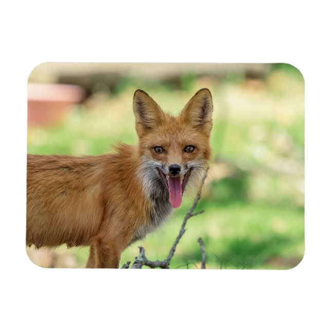 Imán Mama Fox en el Valle de Hudson (Horizontal)