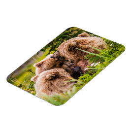 Imán Mamá oso enfermería sus dos cobs, el lago Clark Na