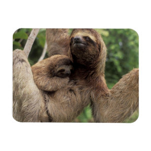 Imán Mama Sloth Y Baby Magnet