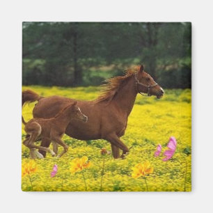 Imán mamá y bebé del caballo