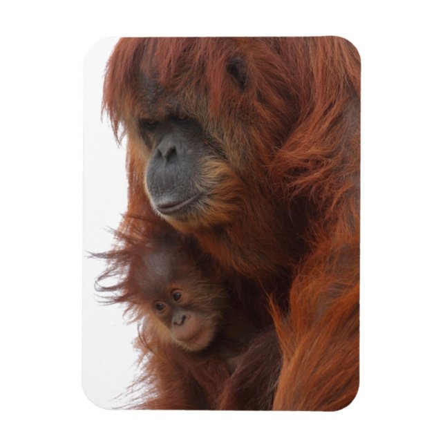 Imán Mamá y bebé Orangutan (Vertical)