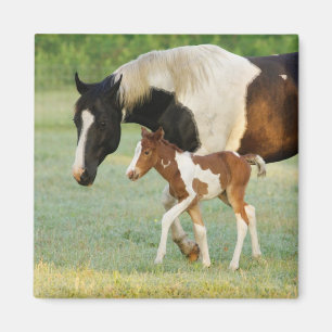 Imán Mamá y potranca recién nacida pintada