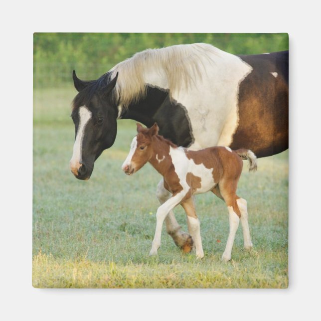 Imán Mamá y potranca recién nacida pintada (Frente)