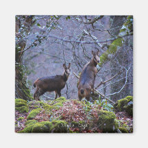 Mamá y ternera de Chamois