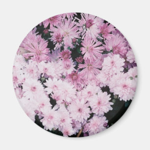 Imán mamáes púrpuras