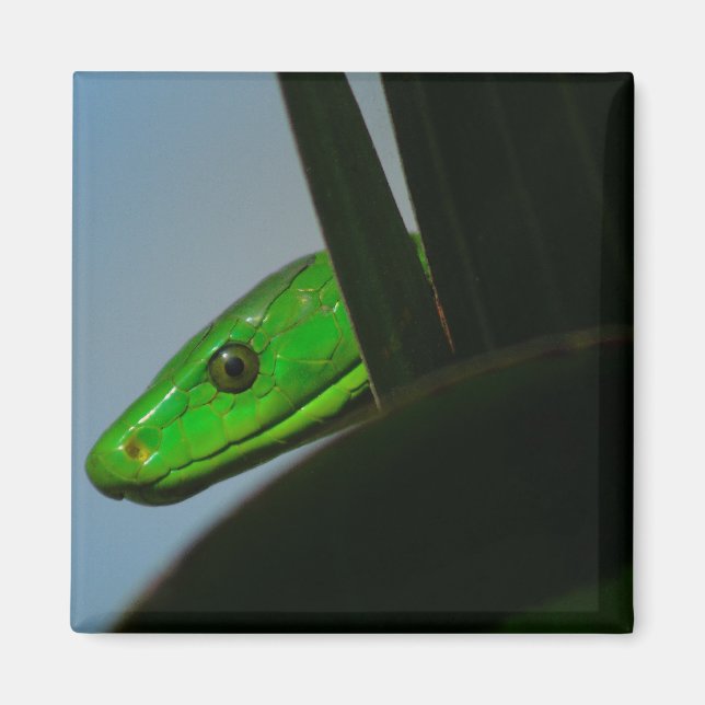 Imán mamba verde (Frente)