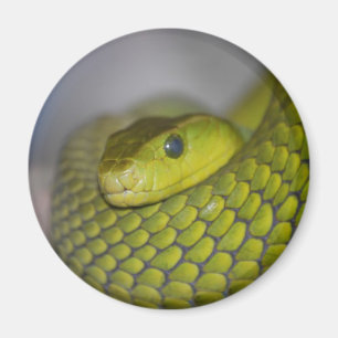 Imán Mamba verde
