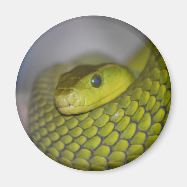 Imán Mamba verde (Frente)