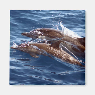 Imán Mami and Baby Dolphin Magnet