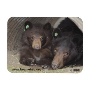 Imán Mami & cub 2013 Premium Flexi Magnet