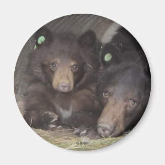 Imán Mami & cub 2013 Round Magnet