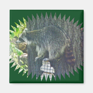 Imán Mami Raccoon sobre Suet Magnet