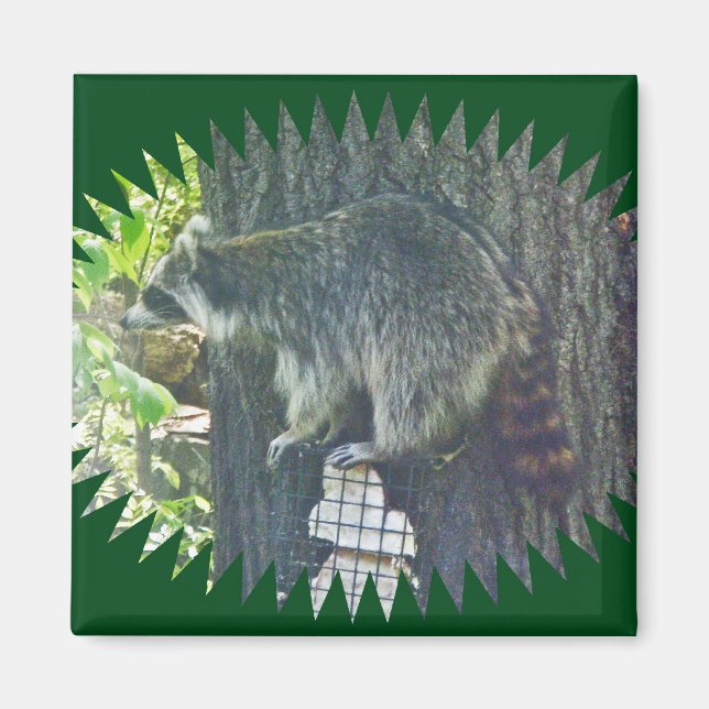 Imán Mami Raccoon sobre Suet Magnet (Frente)