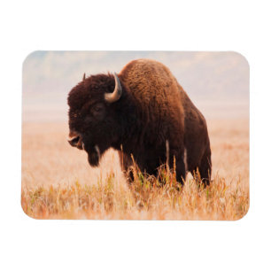 Imán Manada de Bisontes Americanos (Bison Bison) en Tet