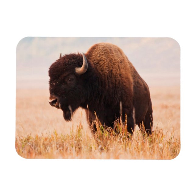 Imán Manada de Bisontes Americanos (Bison Bison) en Tet (Horizontal)