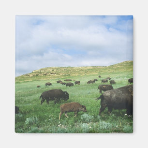 Imán Manada de bisontes pastan hierba de pradera en The