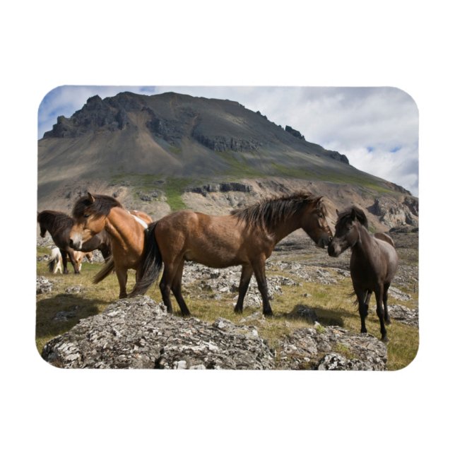 Imán Manada de caballos, cerca de Hofn, Islandia (Horizontal)