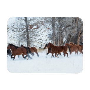 Imán Manada de caballos corriendo en la nieve