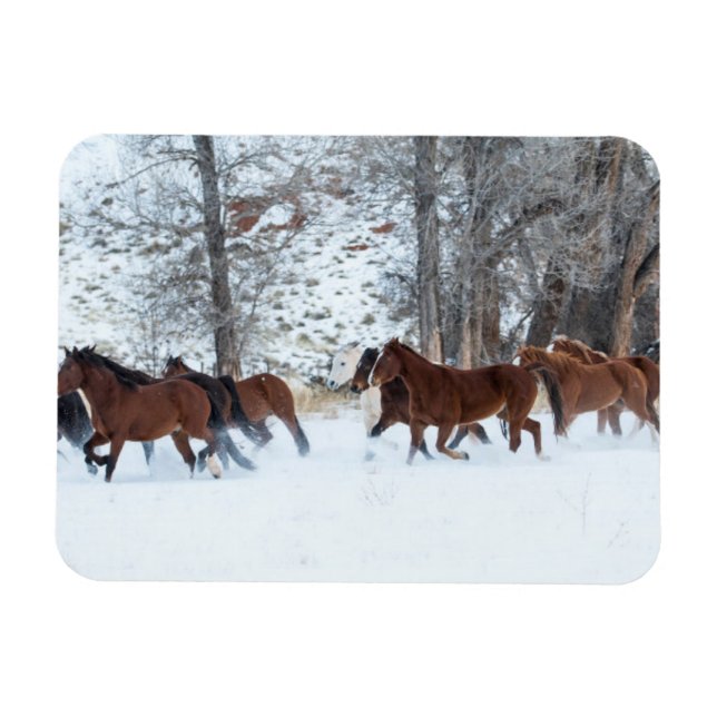 Imán Manada de caballos corriendo en la nieve (Horizontal)