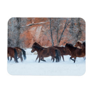 Imán Manada de caballos corriendo en la nieve