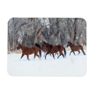 Imán Manada de caballos corriendo en la nieve de invier