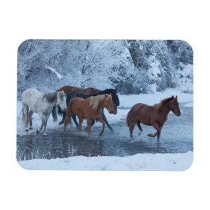 Imán Manada de Caballos en Invierno
