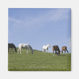 Imán manada de caballos en prado