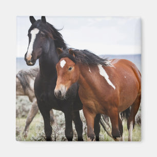 Imán Manada de caballos salvajes