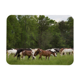 Imán Manada de caballos, Tennessee