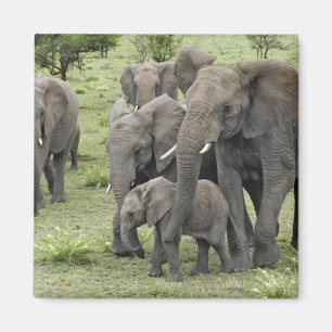 Imán Manada de elefantes africanos