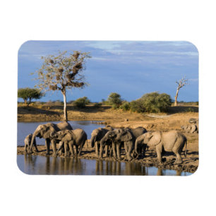 Imán Manada de elefantes de sabana africanos (Loxodonta