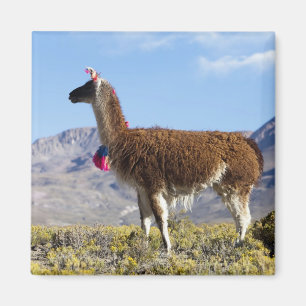 Imán Manada de llamas decoradas en la Puna, cordillera