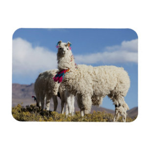 Imán Manada de llamas decoradas en la Puna, cordillera 