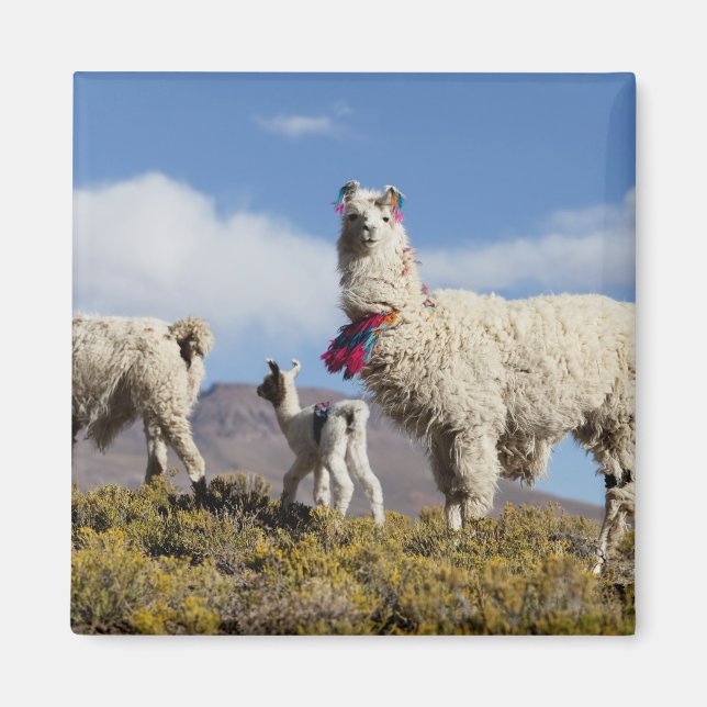 Imán Manada de llamas decoradas en la Puna, cordillera  (Frente)