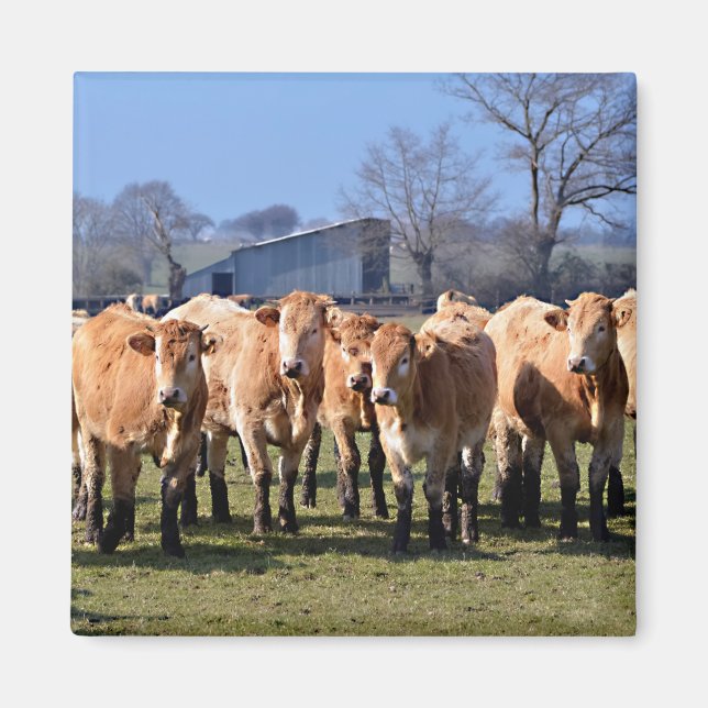 Imán Manada de vacas jóvenes marrones en Francia (Frente)