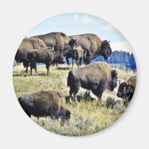 Imán Manada del búfalo - parque nacional de Yellowston