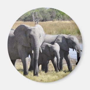 Imán Manadas del elefante de África