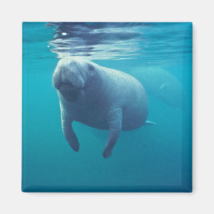 Imán Manatee de la Florida