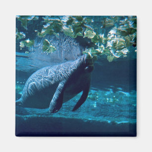 Imán Manatee, parque zoológico del parque de Lowry,