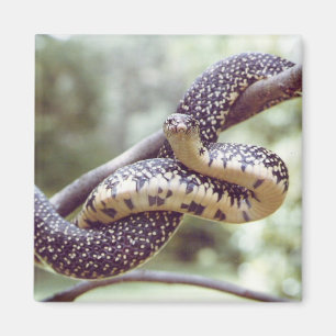 Imán manchado de rey serpiente