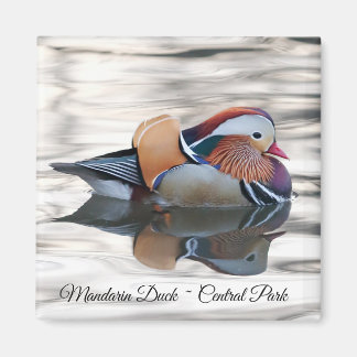 Imán Mandarin Duck Magnet