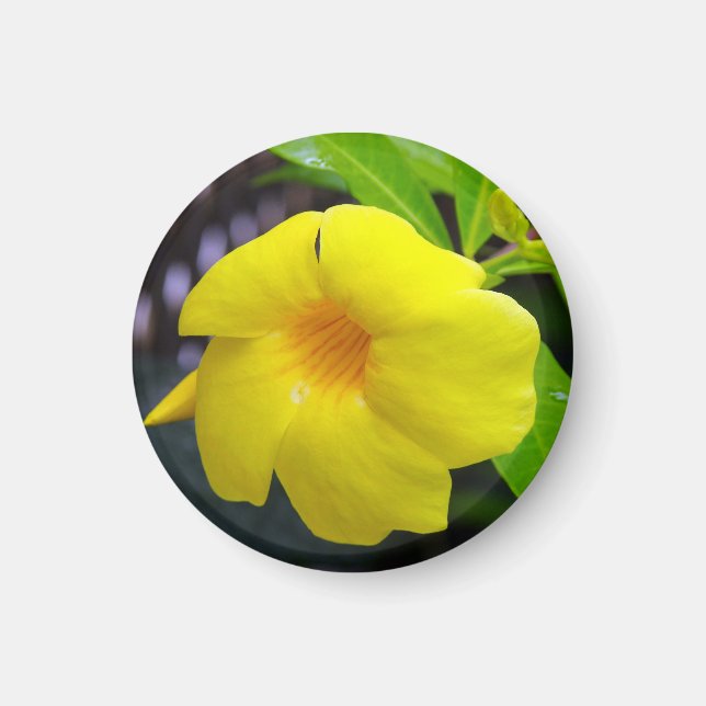 Imán Mandevilla amarilla (Frente)