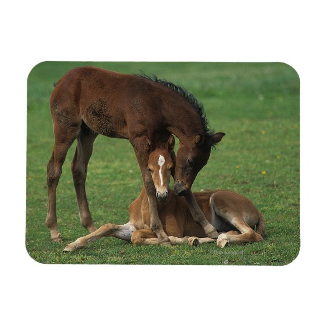 Imán Mando de Morgan Foals (Horizontal)