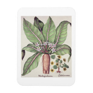 Imán Mandrake otoñal, de 'Hortus Eystettensis' de