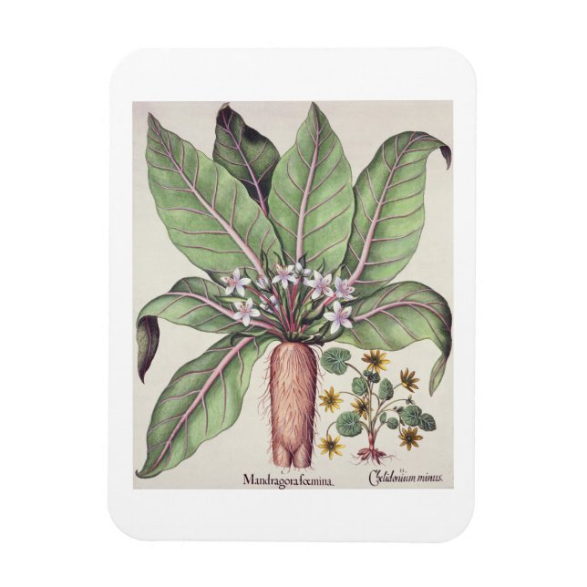 Imán Mandrake otoñal, de 'Hortus Eystettensis' de (Vertical)