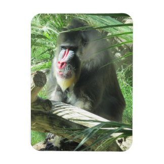 Imán Mandrill Magnet