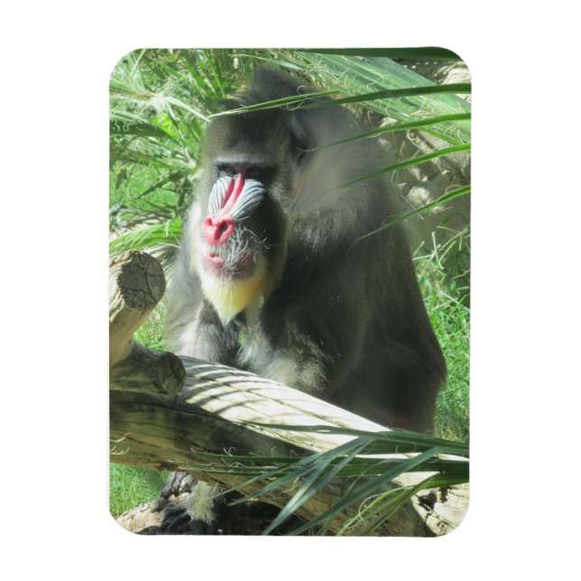 Imán Mandrill Magnet (Vertical)