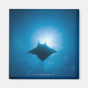 Imán Manta que nada bajo el agua