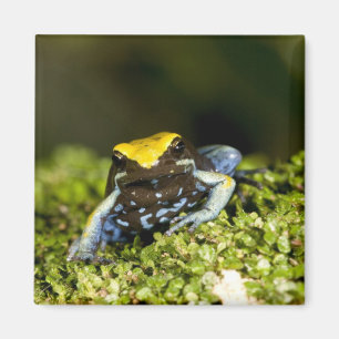 Imán Mantella de las orejas negras, Mantella Expata, 2