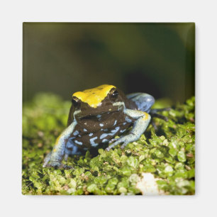 Imán Mantella de oído negro, Mantella expectata, 2